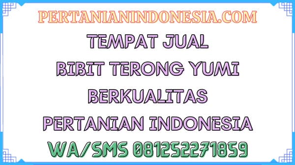 Tempat Jual Bibit Terong Yumi Berkualitas Pertanian Indonesia